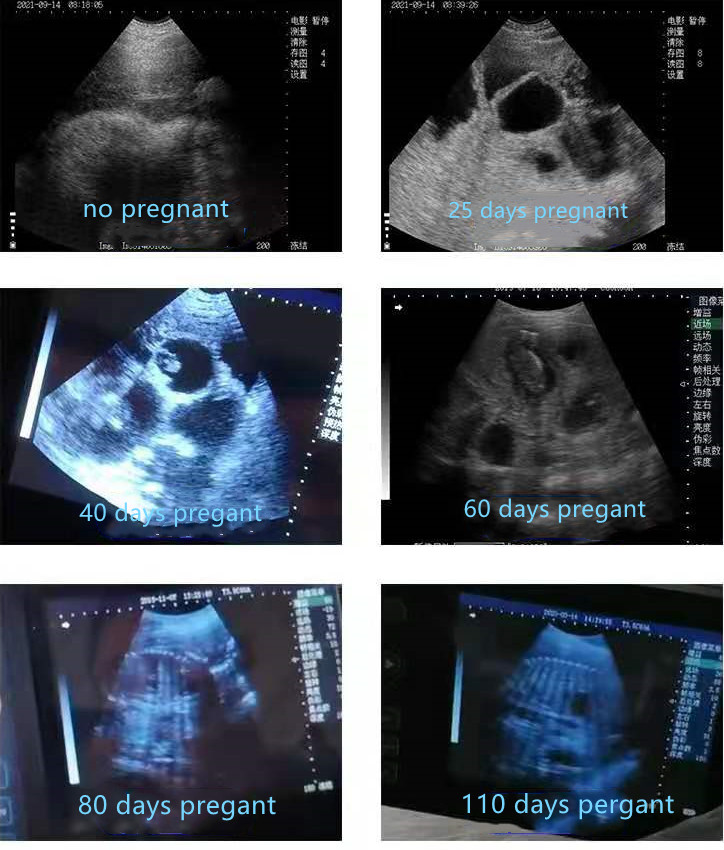 Le scanner ultrasonique tenu dans la main B BU100 vérifie la grossesse de porc 25 40 60 80 et 110 jours